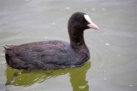 coot meaning